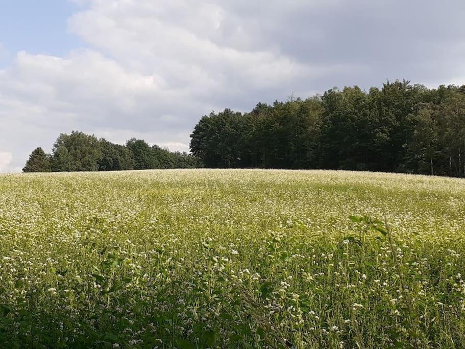 Schöne und ruhige Ferienwohnung in Ottendorf Sebnitz Exterior foto